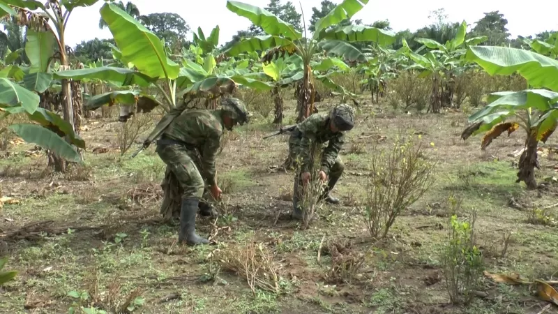 El Ejército localizó y destruyo una construcción clandestina destinada al procesamiento de alcaloides, en el sector de Filipinas en el municipio de Arauquita, departamento de Arauca.